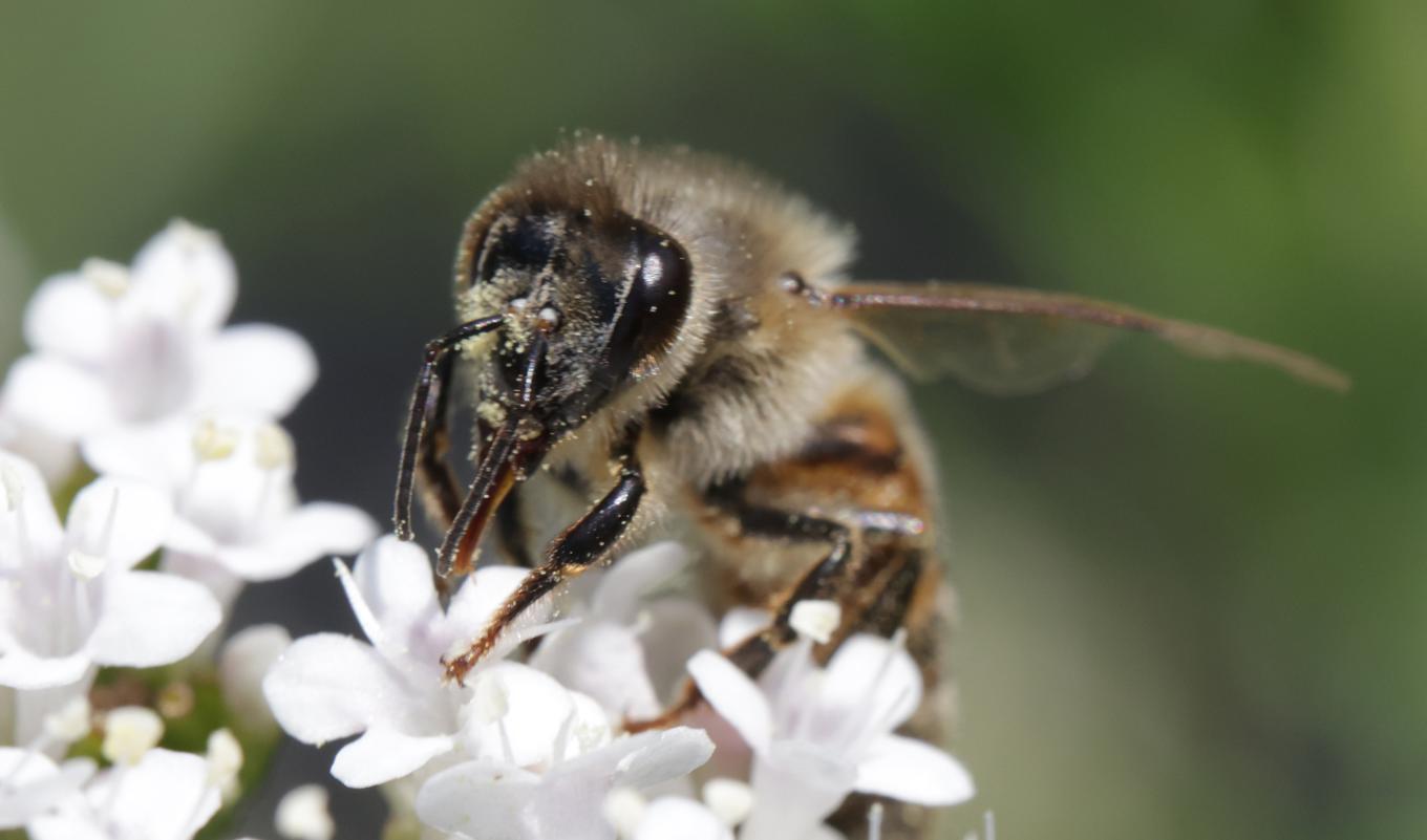 Bin är viktiga pollinatörer som vi är beroende av för de växter som vi odlar till vår egen mat. Foto: Sean Gallup/Getty Images