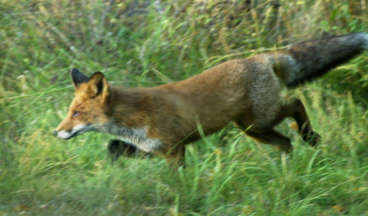 En man bestämde sig för att skjuta en räv och siktade – men missade räven. Arkivbild. Foto: Hasse Holmberg/TT