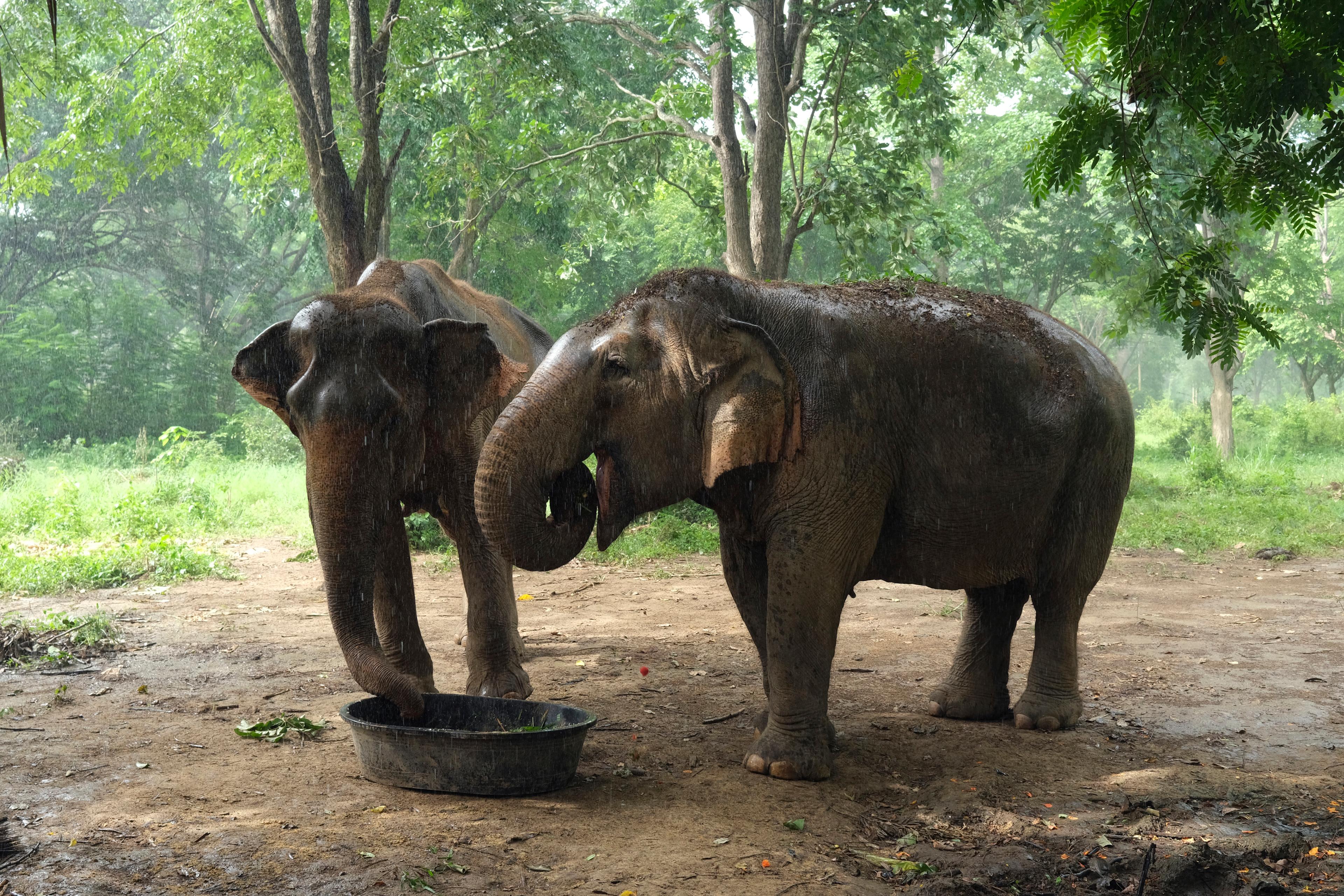 Elefanter finns bland de djur som drabbas av illegal handel. Arkivbild. Foto: Wally Santana/AP/TT