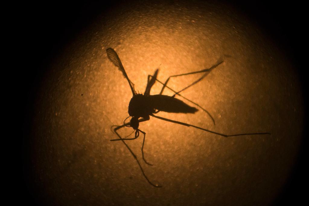 Myggan Aedes aegypti, känd för att sprida zikaviruset. Arkivbild. (Foto: Felipe Dana/AP/TT)
