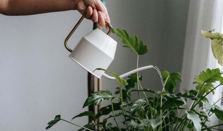 Ta hand om dina växter så tar de hand om dig. Foto: Unsplash.