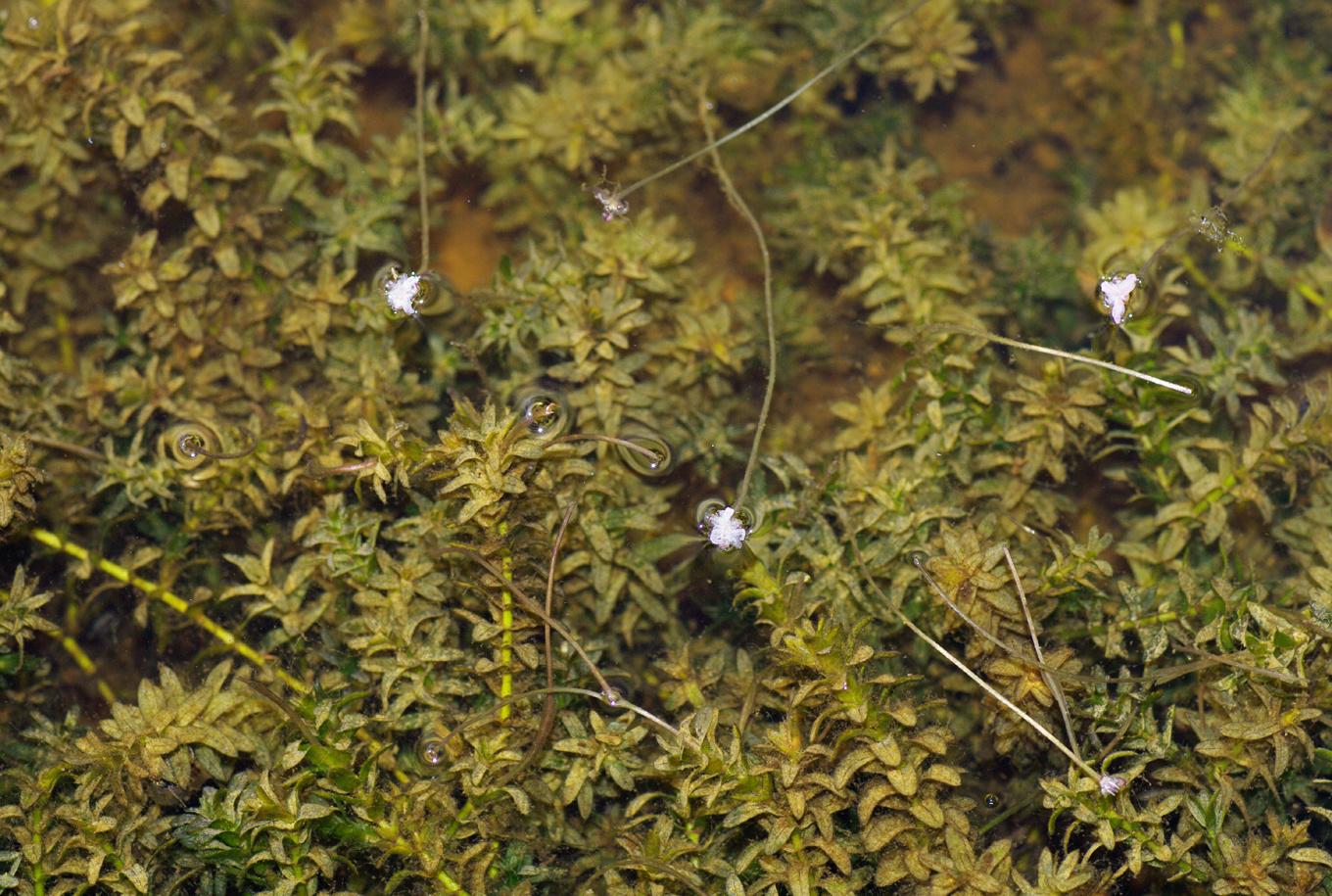 Blommande vattenpest (Elodea canadensis) i ett grund vattendrag. Foto: Christian Fischer / CC BY-SA 3.0