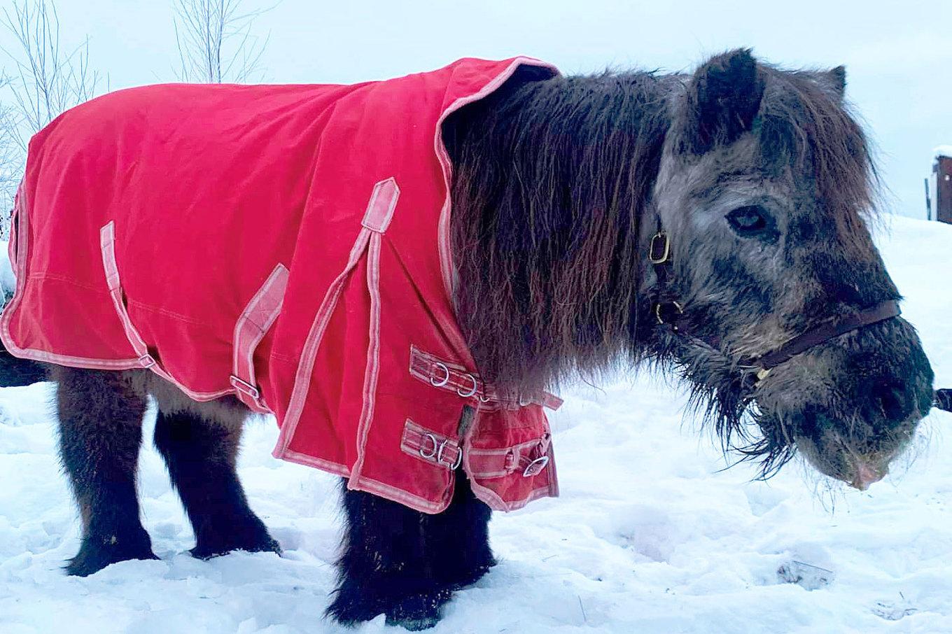 Sveriges äldsta häst, shetlandsponnyn Fritte, har dött 49 år gammal. Foto: Privat