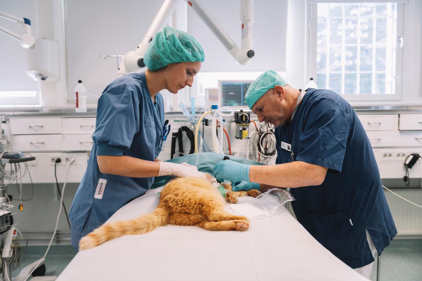Veterinär och djursjuksköterskor är yrken med goda framtidsutsikter. Arkivbild. Foto: Stina Stjernkvist/TT