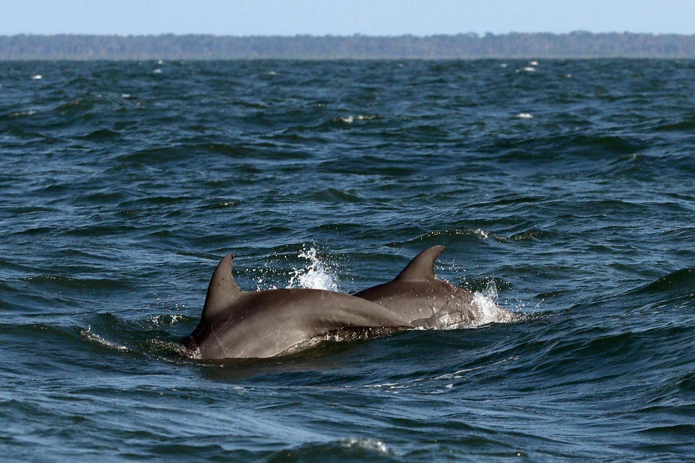 Delfinerna på bilden har inget med den aktuella händelsen att göra. Arkivbild. Foto: Robert F. Bukaty/AP/TT