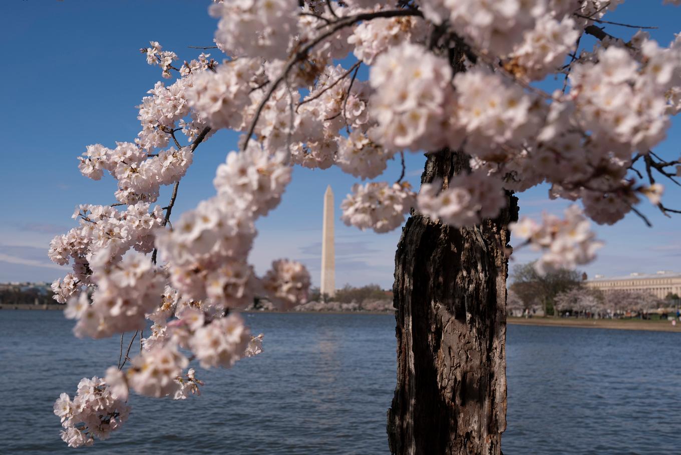 Sociala mediefenomenet Stumpy, ett körsbärsträd, i USA:s huvudstad Washington DC. Foto: Andrew Harnik/AP/TT