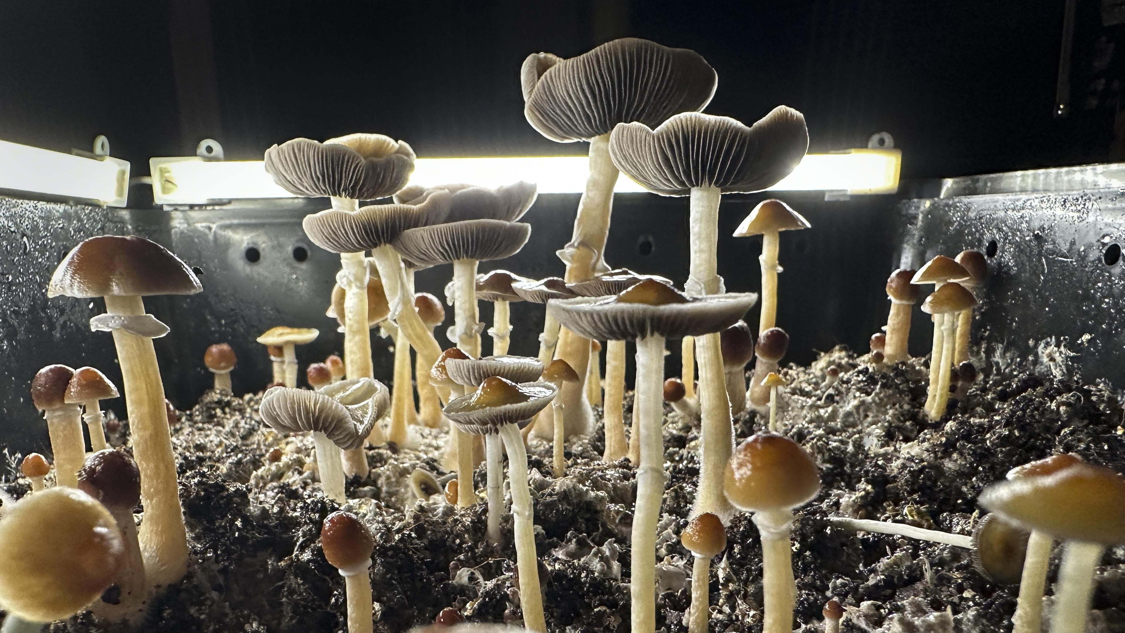 Patienter ska testa ”magiska svampar” i en studie vid Uppsala universitet. Foto: John Moore/Getty Images