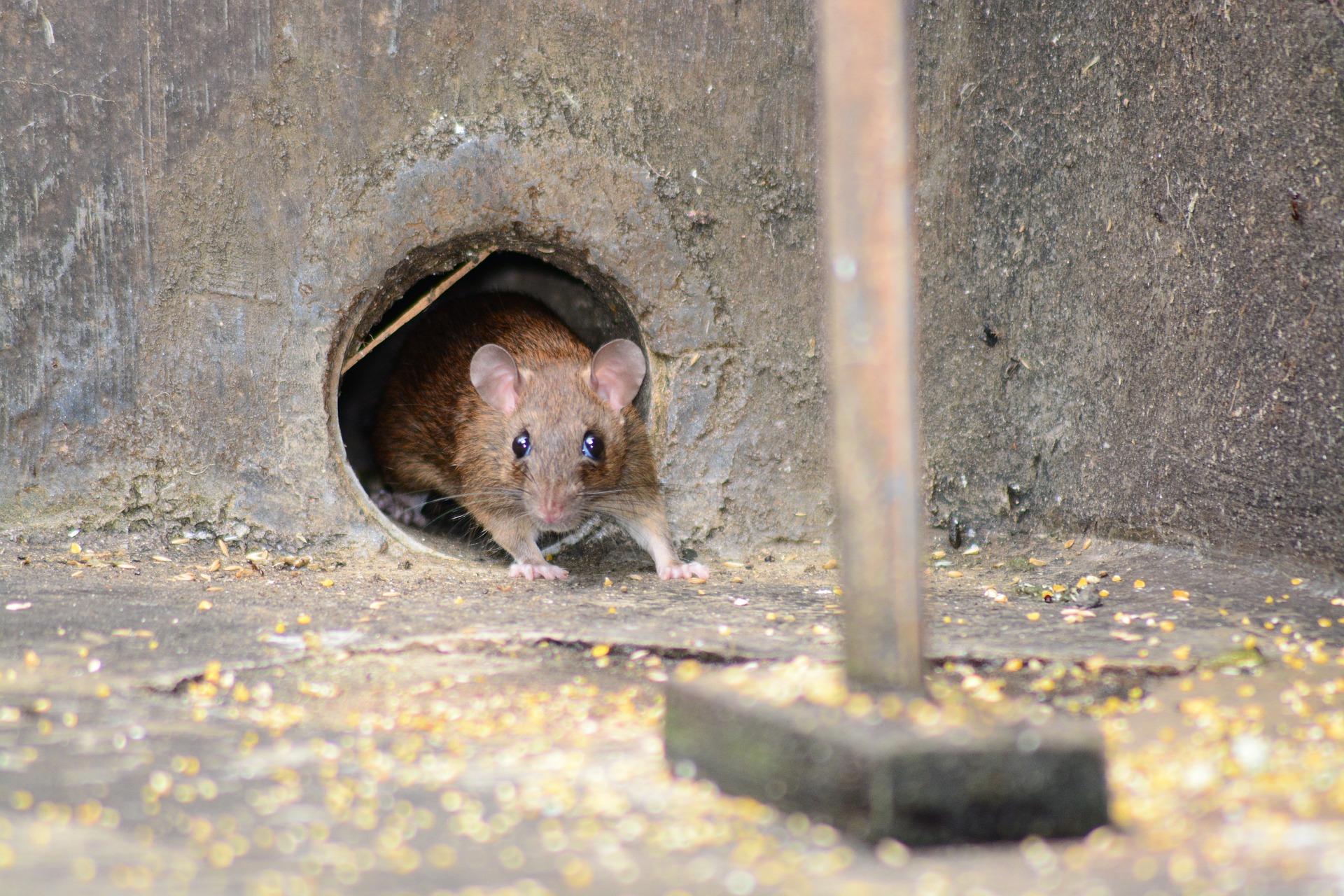 Anticimex fångade över en miljon råttor under 2023. Foto: Sapto Cahyono