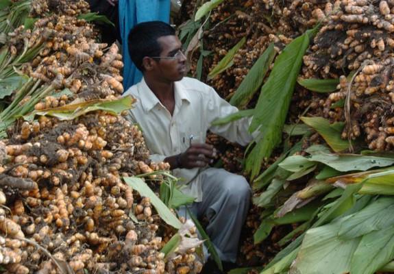En indisk man säljer gurkmejaplantor på en marknad i Madras. Gurkmejan spelar en viktig roll vid vid högtiden Pongal då man firar skördefest. (Foto: Dibyangshu Sarkar / AFP) 
