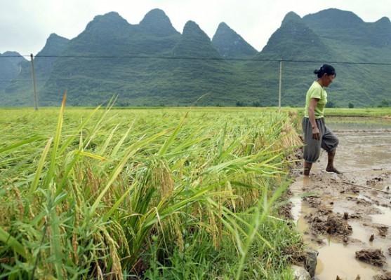 En risodlare i Yangshou i södra Kinas Guangxi provins. (Foto: AFP Photo/Frederic J. Brown)