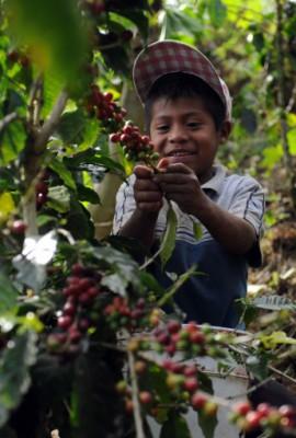 En pojke plockar kaffebönor på en farm i Costa Rika. (Foto: Rodrigo Arangua / AFP)