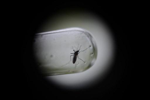 Fåglar är den sannolika reservoaren av Ockelboviruset. Viruset förs över från fåglar till myggor som i sin tur sprider den vidare till människan. På bilden ser vi en närbild av Aedes- myggan. (Foto: Johan Ordonez/AFP)