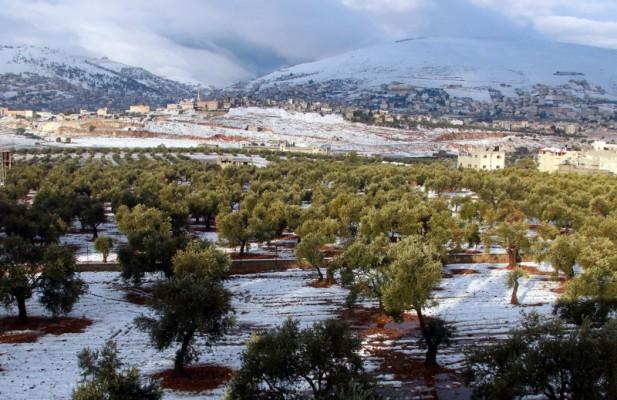 Snö täcker en olivlund i norra delen av staden Nablus på Västbanken den 14 december 2013. (Foto: Jafar Ashtiyeh/ AFP)