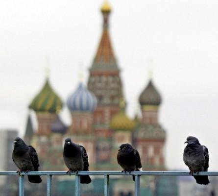 Onormalt beteende och massdöd bland duvor skrämmer ryssarna. (Foto: Yuri Kadobnov / AFP)