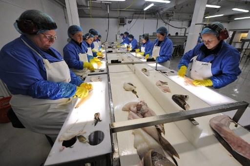 Belastningsskador drabbar ofta kvinnor inom fiskindustrin där arbetsuppgifterna är repetitiva och utförs i dåliga arbetsställningar. Kvinnor på bilden arbetar i en isländsk fiskeindustri och  har ingen koppling till artikeln. (Foto: AFP/ Olivier Morin)