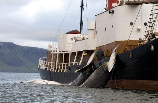 Svansarna av två 35-tons sillvalar bundna till en Hvalur-båt efter att ha fångats i Hvalfjšrour norr om Reykjavik 19 juni 2009. (Foto: AFP PHOTO / Halldor Kolbeins)