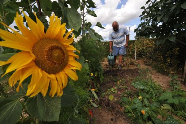 En stunds trädgårdsarbete kan göra gott för kropp och själ. (Foto: AFP/Mychele Daniau)