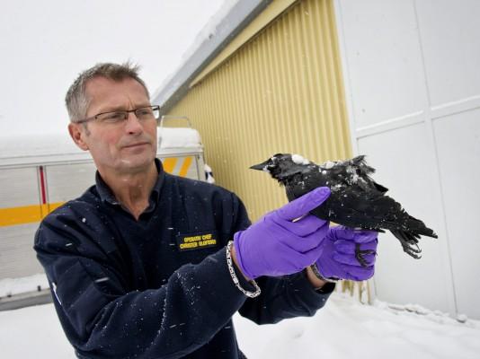 Räddningstjänstens Christer Olofsson håller upp en död fågel i Falköping där man natten till torsdag hittade omkring ett hundra döda kajor. (Foto: Björn Larsson Rosvall/AFP/Scanpix)
