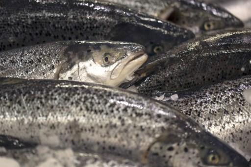 D-vitamin finns särskilt i fet fisk som lax. (Foto: Joel Saget/AFP)
