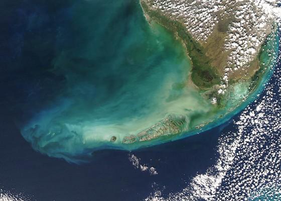 BMAA är ett nervgift som finns hos cyanobakterier, blå-gröna alger. En ny svensk studie visar att även naturliga populationer av de cyanobakterier som finns i Östersjön varje sommar producerar BMAA under hela blomningssäsongen. Den här NASA Aqua Satellit-bilden visar ett bälte av blå-gröna alger i kring Floridas kuster 2003. (Foto: AFP/NASA)
