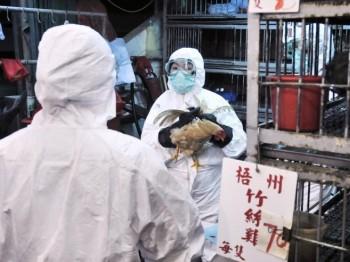 Regeringstjänstemän från Hongkong fångar in kycklingar på en marknad där man hittat H5N1-virus i döda fjäderfän 2008. Regeringen i Hongkong beordrade nyligen ett totalt importstopp på fjäderfä från Kinas fastland. (Foto: Andrew Ross/AFP/Getty Images)
