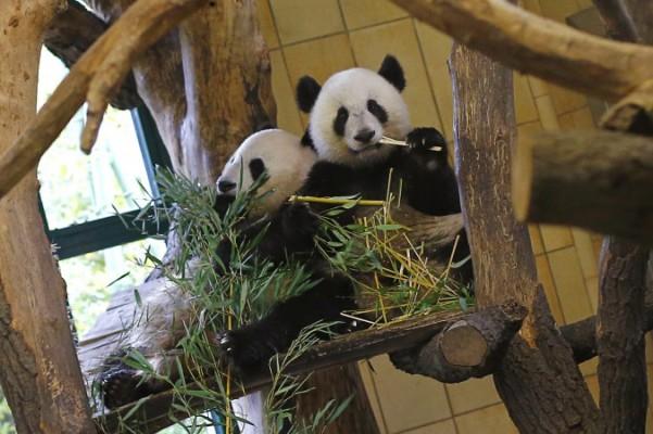 Ett foto taget i oktober förra året och som visar Panda Fu Hu (till höger) som äter bambu på Schoenbrunns Zoo i Wien, Österrike. Nu utnyttjar den kinesiska regimen pandor för att hindra att människorättsfrågor för Tibet ska komma i ljuset. (Foto: Alexander Klein/AFP/Getty Images)