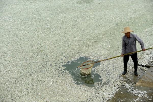 En lokalinvånare samlar upp död fisk från Fu-floden i Wuhan, Hubeiprovinsen, den 3 september 2013. Stora mängder död fisk började flyta upp till ytan tidigt dagen innan. Fisken hade dött på grund av ett stort ammoniakutsläpp från en kemisk fabrik. (Foto: STR/AFP/Getty Images)