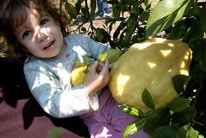 Ung flicka poserar med en vanlig citron i sin hand bredvid en ekologiskt odlad jättecitron på ett träd i Psevdas, Cypern (Foto: Laura Boushnak/AFP/Getty Images) 
