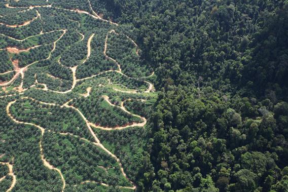 En oljepalmsplantering på gränsen mot urskog på Borneo. Produktion av palmolja är en stor orsak till skövling av skog i Indonesien och Malaysia, och sprider sig snabbt till många andra länder. (Rhett A. Butler)
