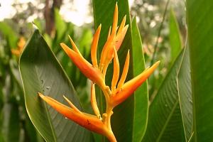 Regnskogstur:  Blomman Vibrant Bird of Paradise blommar i regnskogsdelen av Singapores botaniska trädgård. I sann pionjäranda började gummiträd att odlas kommersiellt i den botaniska trädgården. Det var man först med i Sydostasien, och det blev en av kontinentens mest kommersiella skördar. (Foto: Jan Jekielek, The Epoch Times)

