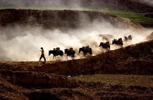 Kinesiska bybor driver sina mulor upp i bergen, längs de torra och dammiga vägarna i Yuanshanli i Gansuprovinsen. (Foton; Epoch Times) 
