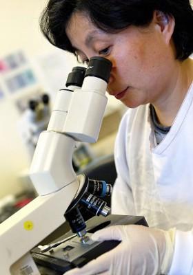 En forskare tittar in i ett mikroskop på ett sjukhus i Australien där en ung man dog i en antibiotikaresistent bakterie besläktad med Staphylococcus aureus. (Foto: AFP/Getty Images/Greg Wood)                                                                                                                                                                                                               