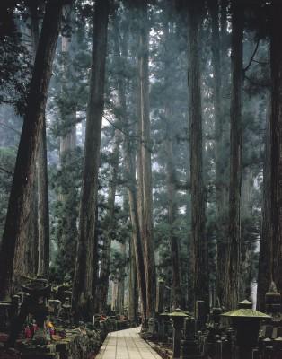 Höga sugiträd längs stigen till Okunointemplet i Wakayama, Japan. (Wakayama Prefecture/JNTO)
