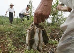 Kinesiska bönder jagar råttor i närheten av byn Bing Hu i Hunanprovinsen. Två miljarder råttor har invaderat deras hem, förstört jordbruksmark och skapat en hälsorisk för människor. (Foto: Mark Ralston/AFP/Getty Images)