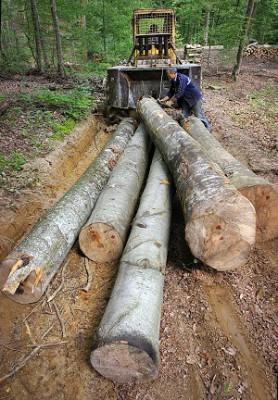Fällda träd i nordvästra Bosnien (Foto: AFP/Getty Images)
