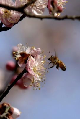 Ett bi svävar över en körsbärsblomma, ett vårtecken i Hefei, östra Kina, den 28 februari. (Foto: AFP/ Getty Images) 