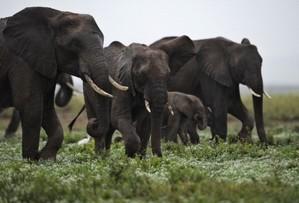 Elefantfamilj i Amboselireservatet söder om Nairobi i Kenya den 30 december 2012. (Foto: Tony Karumba/AFP/Getty Images) 