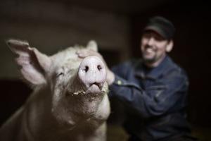 Grisar är trevliga djur som är lätta att ha att göra med, säger grisbonden Per Jonsson. (Foto: Tina Stafrén)