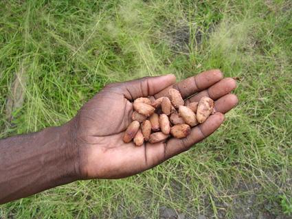 Kakaobönor - skördas även av barnhänder. (Foto: AFP/Martin van der Belen)