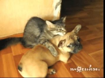 Vänner - en stor hund och liten katt. (Skärmdump video YouMaker)