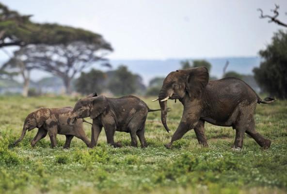 Elefantungar leker i reservatet Amboseli i Nairobi, Kenya den 30 december 2012. Enligt International Fund for Animal Welfare beslagtogs 34 ton elfenben från tjuvjakt det året, vilket var en ökning med 40 procent jämfört med 2011. (Foto: Tony Karumba/AFP/Getty Images)
