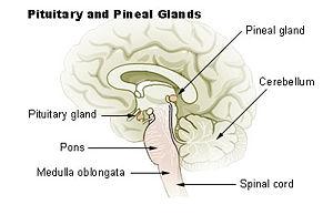 



Pineal gland är det engelska ordet för tallkottkörteln vars plats finns i hjärnans mitt. (Foto: Wikipedia)                                                                                                                                                                                