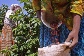 Kaffeskörd i Kenya. Detaljhandel av Fairtrades varor såsom te, kaffe och choklad har bibehållit sin attraktion när konsumenterna söker miljömässigt godkända och etiskt producerade varor. (Foto: Tony Karumba / AFP / Getty Images)
