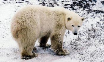Smältande hem: En isbjörn väntar på att vattnet skall frysa på randen av Hudson Bay nära Churchill i Manitoba 2001. (Foto: Guy Clavel / AFP / Getty Images)
