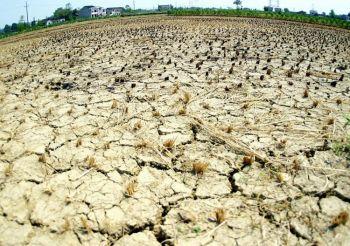 Ett uttorkat fält på en bondgård i utkanten av Changsha i Hunanprovinsen i centrala Kina, augusti 2003. Nu är det åter svår torka i stora delar av Kina.  (Foto: STR/AFP/Getty Images)