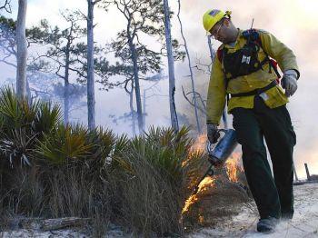 Ett amerikanskt barrträd, Longleaf måste brännas för att fullända sin livscykel. Efter en brand börjar trädet åter gro och växa till sig. (Foto: Courtesy of National Wildlife Federation)
