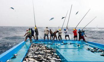 Fiskare använder fiskemetoden pole-and-line för att fånga bonit (skipjack tuna). Pole-and-line-fiske är selektivt och därför en mer hållbar metod att fånga tonfisk eftersom bara fisk av en viss storlek fångas, och de unga får bli kvar och växa tills sig och bli könsmogna så att återväxten säkras för framtiden. Småfisk används som bete och kastas överbord för att lura upp fisken till ytan. Fiskarna använder tonfiskarnas acceleration när de kapplöper för att fånga bytet, de hugger dem med krok och svingar upp dem på båtdäcket (Foto: Paul Hilton/Greenpeace)
