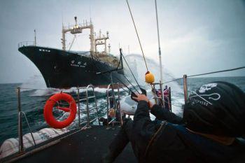 Tar sikte: Besättningsman på Sea Shepherd gör slangbellan klar för avfyrning av röd färg, symboliserande blod, mot fabriksfartyg från den japanska valfångstflottan. (Foto: Tack till Simon Ager/Sea Shepherd)