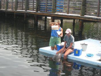 Atlantiska flasknosdelfiner tränas att acceptera vatten genom en slang. (Stephanie Lam/The Epoch Times) 