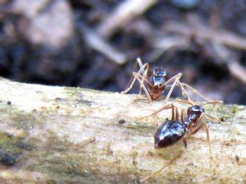 Insekter, som till exempel myror, kan inte längre klättra upp på matbordet när bordsbenen täcks med ett nytt insektsmedel. (Stephanie Lam/The Epoch Times)
